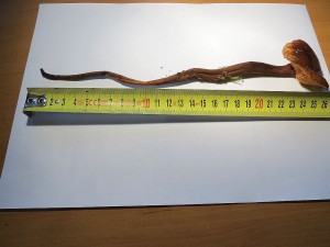 Flammmulina velutipes f.elastica 2.jpg