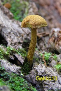 Flammulaster limulatus.JPG