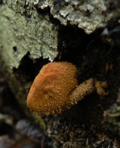 Flammulaster muricatus.jpg