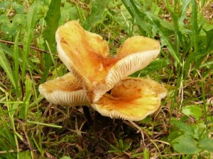 Flammulina_fennae_Jirsek2.jpg