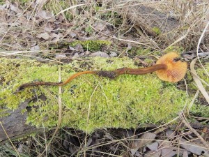 Flammulina velutipes f.elastica 1.jpg