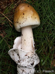 flavescens-vaginata2.jpg
