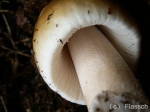 flavescens-vaginata3.jpg