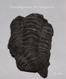 Flexicalymene (F.) pragensis Vank et Vok.jpg