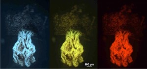 fluorescence.jpg