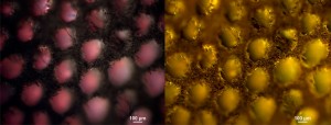 fomes4-UV-M4b.jpg