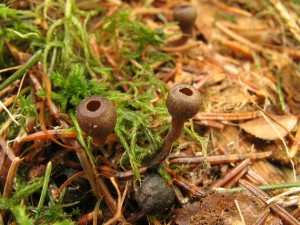 Franquinia baccarum1.jpg