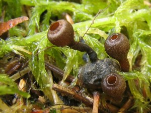 Franquinia baccarum2.jpg