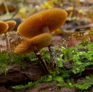 Galerina sp.jpg