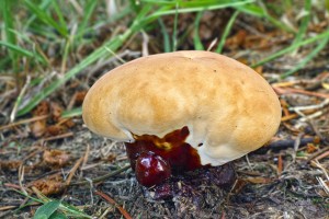 Ganoderma-carnosum-2017-07-18-JS-01.jpg