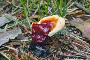 Ganoderma carnosum 2017-07-14 JS.jpg