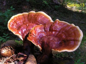 Ganoderma lucidum.JPG