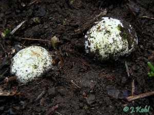 gastrosporium_simplex1.jpg