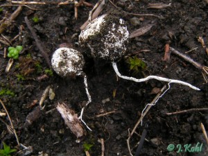 gastrosporium_simplex2.jpg