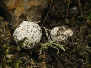 Gastrosporium simplex.jpg