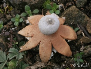geastrum1.JPG