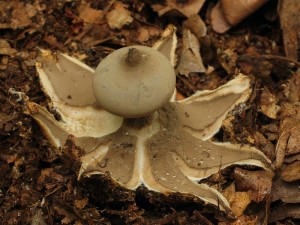 Geastrum1.jpg