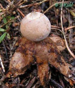 geastrum1.jpg