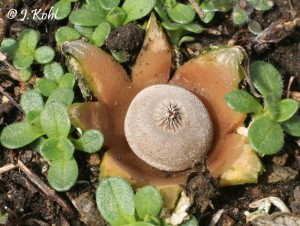geastrum2.JPG