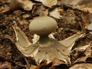 Geastrum2.jpg