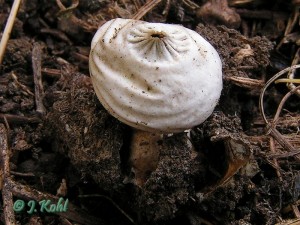 geastrum3.jpg