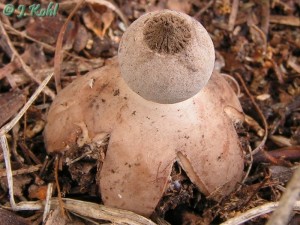 geastrum4.jpg