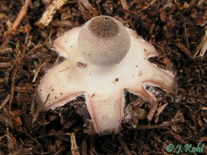 geastrum5.jpg