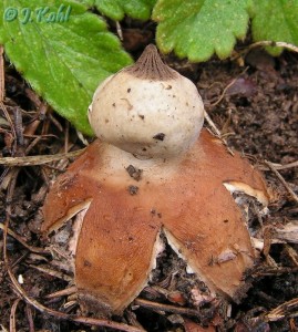 geastrum6.jpg