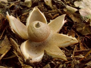Geastrum berkeley1.8.2005.jpg