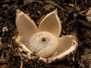 Geastrum berkeley.jpg