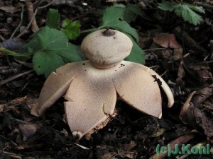 geastrum_berkeleyi01.jpg