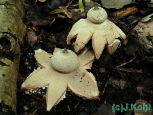 geastrum_berkeleyi02.jpg