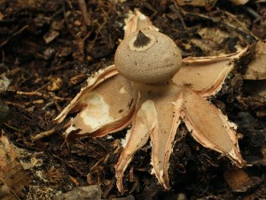 Geastrum berkeleyi.jpg