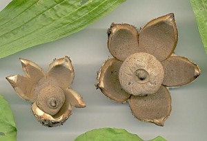 geastrum_berkeleyi_4_s.tif.jpg