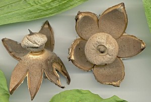 geastrum_berkeleyi_6_s.tif.jpg