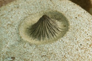 geastrum_berkeleyi_dm_10.jpg