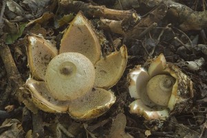 geastrum_berkeleyi_dm_14.jpg