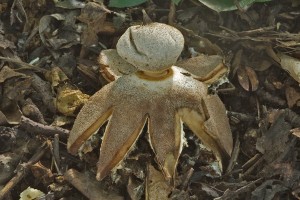 geastrum_berkeleyi_dm_1.jpg