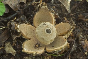 geastrum_berkeleyi_dm_7.jpg