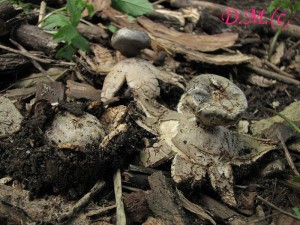 Geastrum coronatum 1.jpg