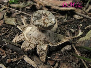 Geastrum coronatum 2.jpg