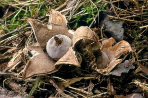 geastrum_elegans_o_3.jpg