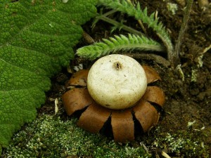 Geastrum floriforme.jpg1.jpg