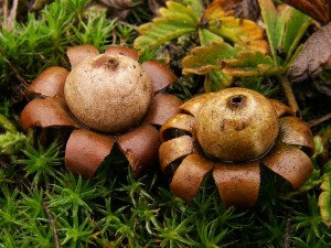 Geastrum floriforme.jpg2.jpg