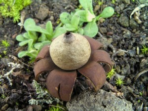geastrum_floriforme.jpg