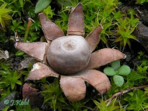 geastrum_hungaricum1.jpg