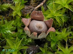 geastrum_hungaricum2.jpg