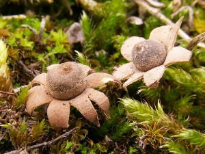 Geastrum hungaricum.jpg