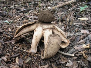 Geastrum melanocephalum 1.jpg