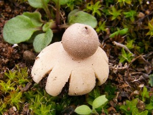 Geastrum minimum.jpg2.jpg